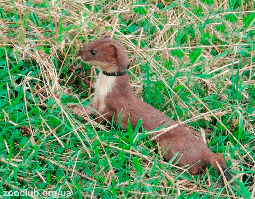 Mustela erminea