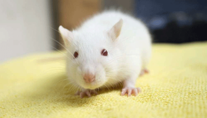 Декоративная крыса альбинос - уникальное создание с красными глазами
