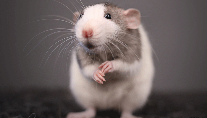 Крысы: всё, что вам нужно знать о диких и домашних грызунах