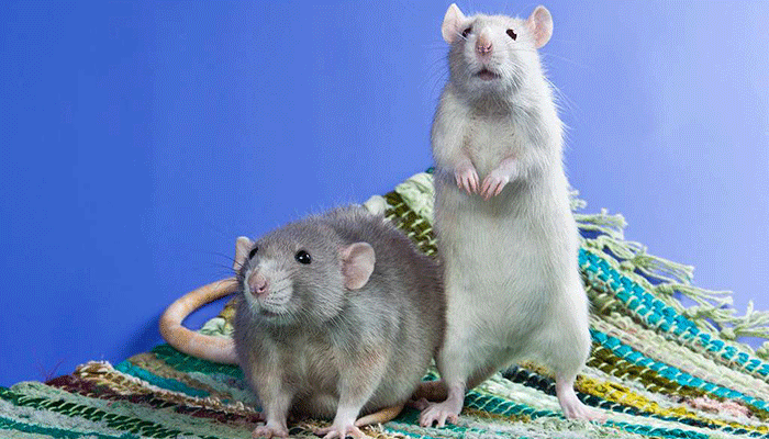 Крысы: всё, что вам нужно знать о диких и домашних грызунах