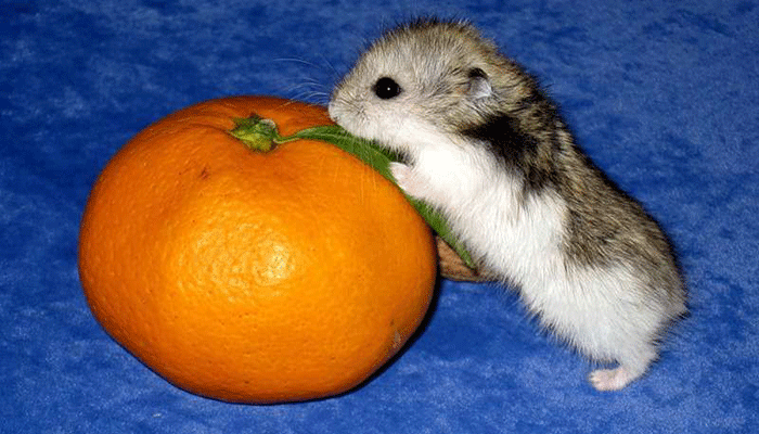Можно ли хомякам давать мандарины, апельсины и другие виды цитрусовых?
