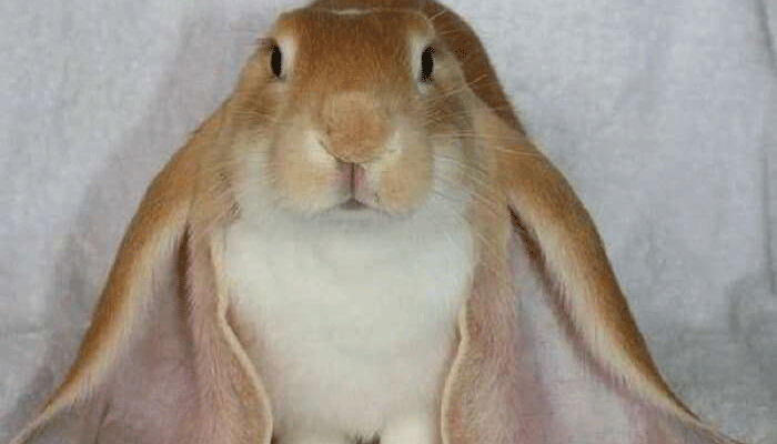 Как правильно ухаживать за декоративными вислоухими кроликами