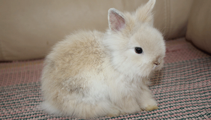 Особенности и виды линьки декоративных кроликов