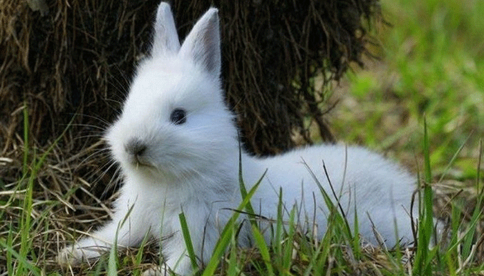 У кролика вздулся живот - что делать? Методы лечения и профилактики метеоризма у кроликов