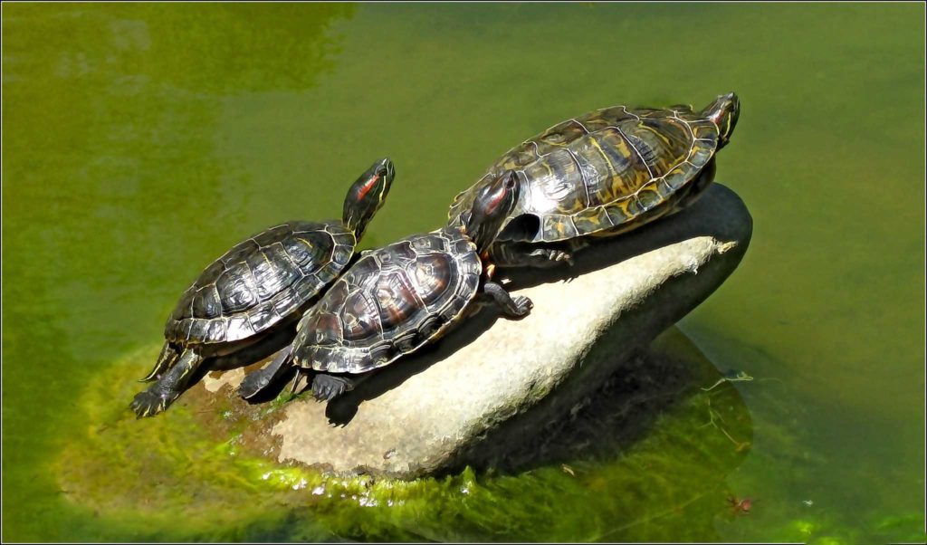 Красноухие черепахи на солнце