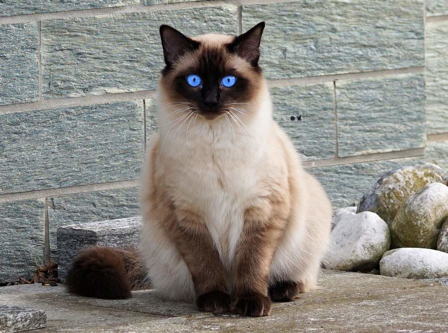 Балинезийская кошка