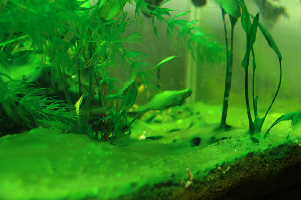 Зелёная вода в аквариуме