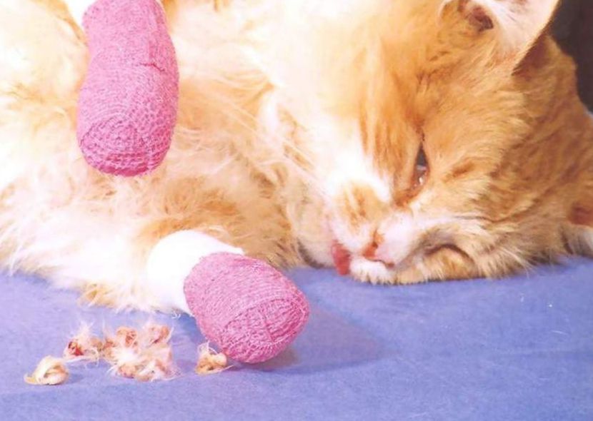 Кошка с повязками на лапках